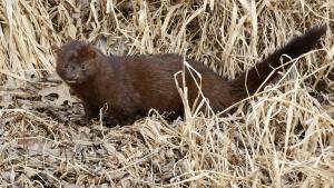 Competition entry: Spring Mink