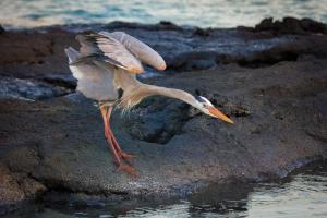 Competition entry: Heron on the Hunt