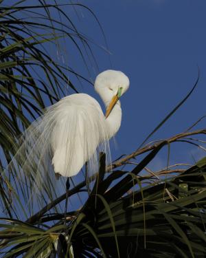 Competition entry: Mating Plumage & Green Lore Of Breeding Egret
