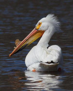 Competition entry: Wary Pelican