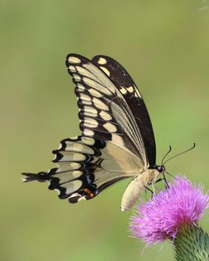Competition entry: Giant Swallowtail landed for lunch