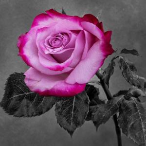 Competition entry: Pink Rose
