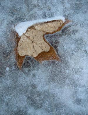 Competition entry: Leaf in ice #2