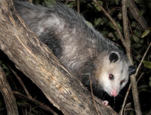 Competition entry: Opossum