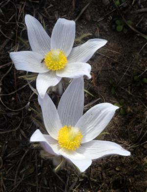 Competition entry: Pasque Flower #5
