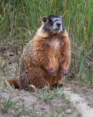 Competition entry: Wyoming Marmot