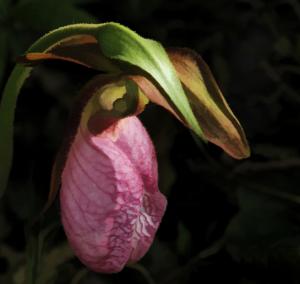 Competition entry: Revised Pink Lady Slipper
