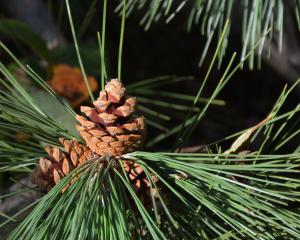 Competition entry: Pine Cone