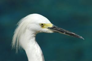 Competition entry: Snowy Egret