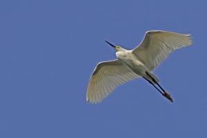 Competition entry: Flight of Snowy Egret