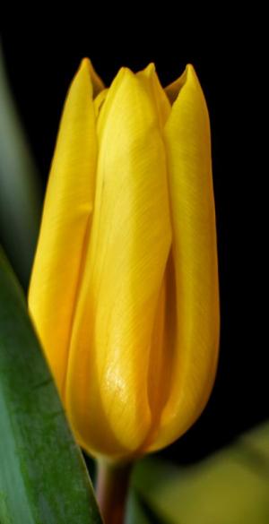 Competition entry: Yellow Tulip