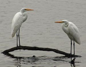 Competition entry: Great Egrets