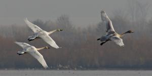Competition entry: Tundra Swans