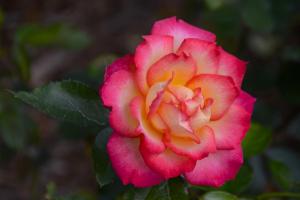 Competition entry: Rose Garden Beauty 