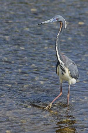Competition entry: My Tricolored Heron