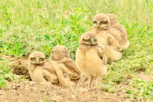 Competition entry: Burrowing Owls