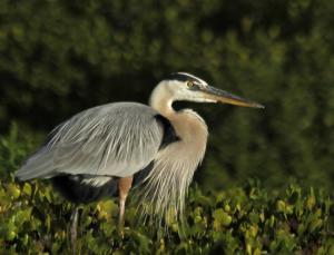Competition entry: Great Blue Heron On Mangrove Tree