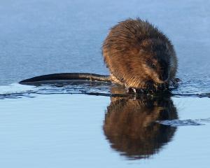 Competition entry: Muskrat