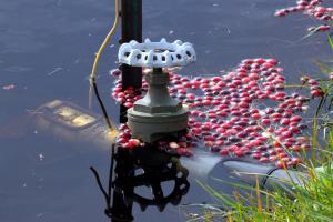 Competition entry: Cranberries Afloat