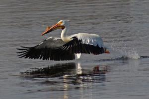 Competition entry: Pelican Taking Off