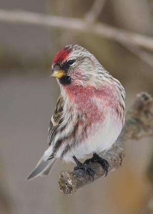 Competition entry: Redpoll