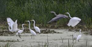 Competition entry: Egrets and Heron