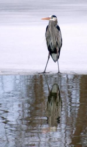 Competition entry: Heron Reflecting