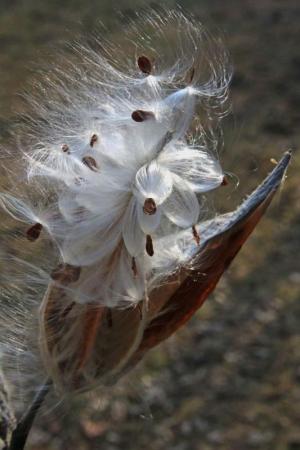 Competition entry: Milkweed