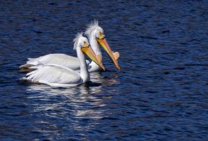 Competition entry: Pelicans on the Black River