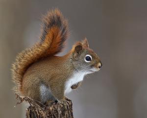 Competition entry: Red Squirrel