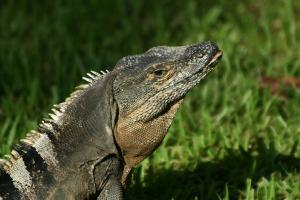 Competition entry: Black Iguana - Costa Rica