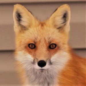 Competition entry: Mr. Fox