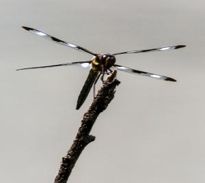 Competition entry: Dragon Fly