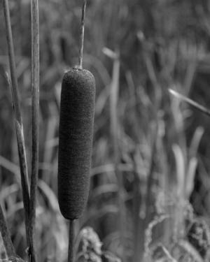 Competition entry: Cattail