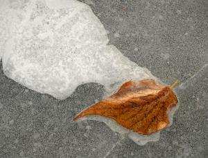 Competition entry: Leaf in ice #9