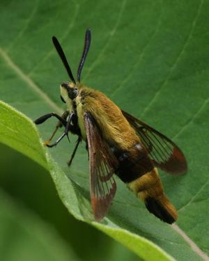 Competition entry: Snowberry Clearwing