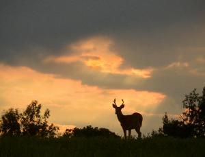 Competition entry: Buck deer in sunset