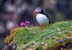 Competition entry: Atlantic Puffin in Breeding Plumage