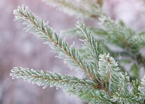 Competition entry: A Frosty Spruce
