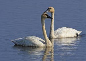 Competition entry: A Pair of Trumpeter Swans