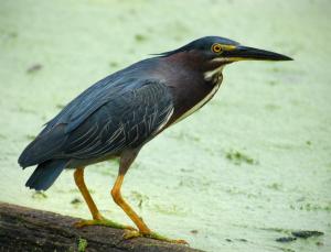 Competition entry: Small heron