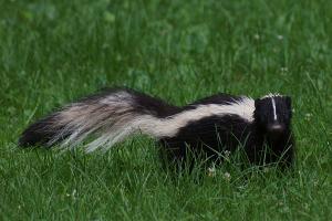 Competition entry: Striped Skunk