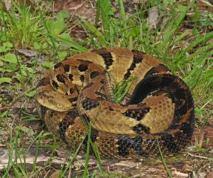 Competition entry: Timber Rattlesnake
