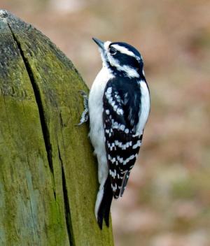 Competition entry: Downy Woodpecker