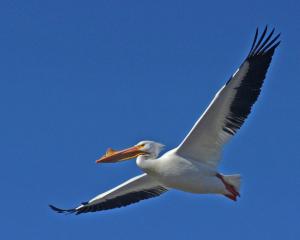 Competition entry: Pelican Flying