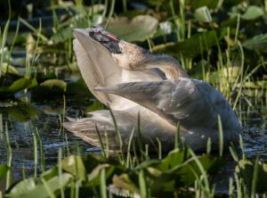 Competition entry: Trumpeter Swan Preening