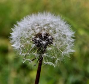 Competition entry: dandelion