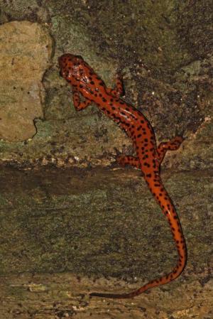 Competition entry: Cave Salamander