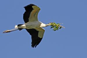 Competition entry: Nesting Wood Stork