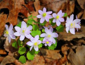 Competition entry: Rue Anemone #3